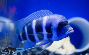 A Tropical Reef