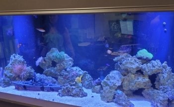 A Tropical Reef
