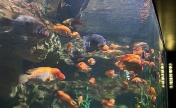 Aquarium Hummingbird and Butterfly Garden