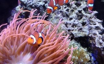 Aquarium Hummingbird and Butterfly Garden