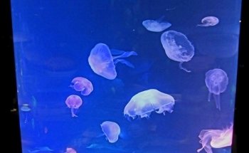 Aquarium Hummingbird and Butterfly Garden