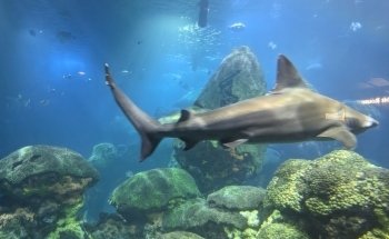 Aquarium Hummingbird and Butterfly Garden