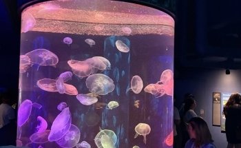 Aquarium Hummingbird and Butterfly Garden