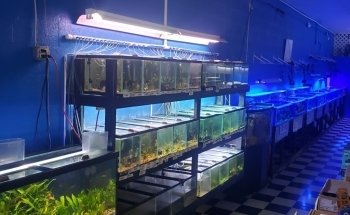 Boardroom Aquariums