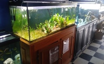 Boardroom Aquariums