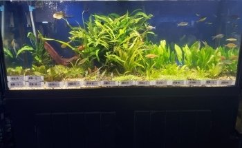 Boardroom Aquariums