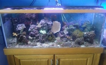 Boardroom Aquariums