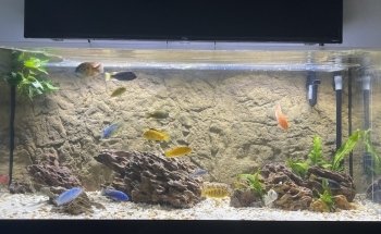 Cichlid Express/ Daytona Aquarium Fish Store