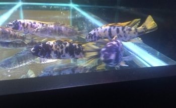 Cichlid Express/ Daytona Aquarium Fish Store