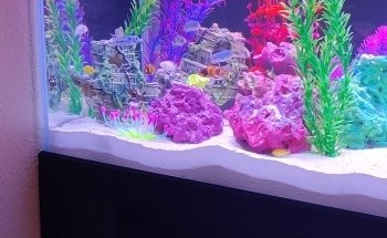 Cichlid Express/ Daytona Aquarium Fish Store