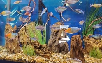 Cichlid Express/ Daytona Aquarium Fish Store