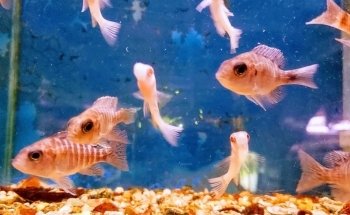 Cichlid Express/ Daytona Aquarium Fish Store