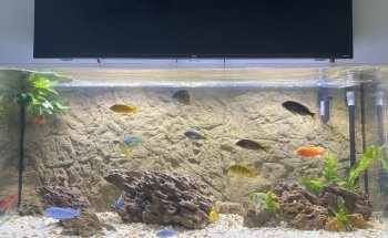 Cichlid Express/ Daytona Aquarium Fish Store