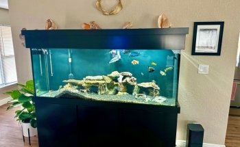 Cichlid Express/ Daytona Aquarium Fish Store
