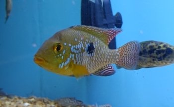 Cichlid Express/ Daytona Aquarium Fish Store