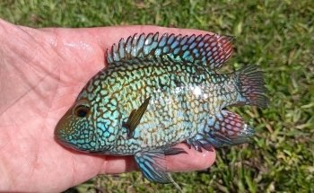 Cichlid Express/ Daytona Aquarium Fish Store