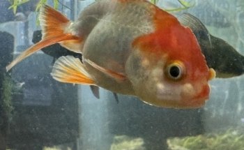 Fish Happens