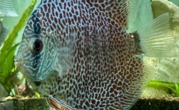 Fish Happens