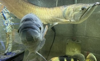 Fish Happens