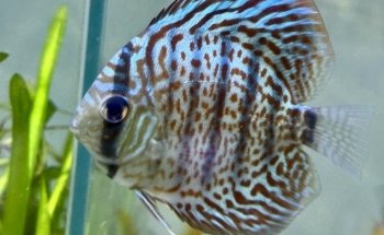 Fish Happens