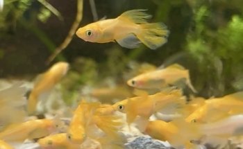 Fish Happens