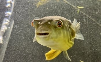 Fish Happens