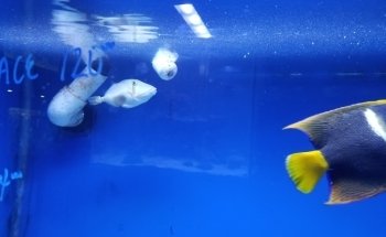 Aquarium Shoppe