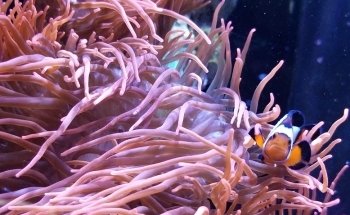 Aquarium Shoppe