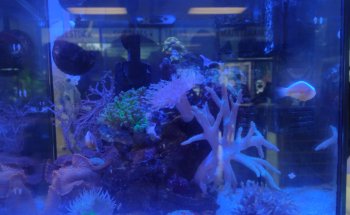 Aquarium Shoppe