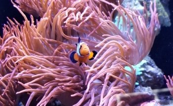 Aquarium Shoppe