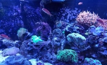 Aquarium Shoppe