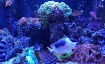 Aquarium Shoppe