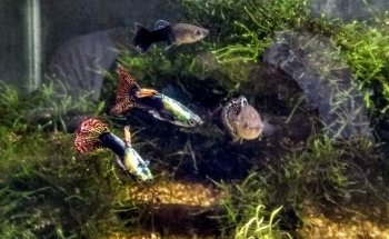 Acuario Betta La Plata