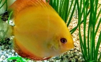 Acuario Betta La Plata