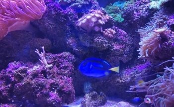 Acuario Betta La Plata