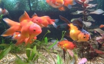 Acuario Betta La Plata