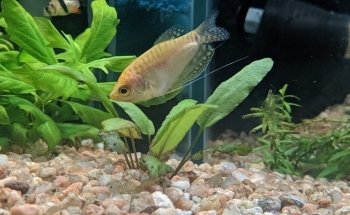 Betta Aquarium La Plata