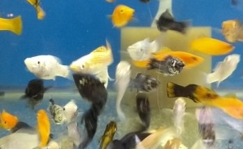 Acuario Betta La Plata
