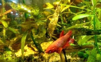 Acuario Betta La Plata