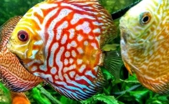 Acuario Betta La Plata