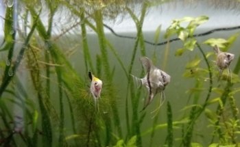 Acuario Betta La Plata