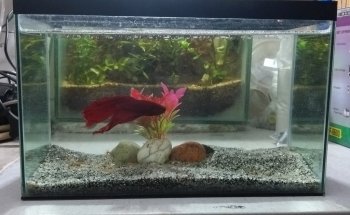 Acuario Betta La Plata