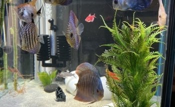 Westside Aquarium & Pets