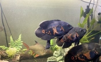 Westside Aquarium & Pets