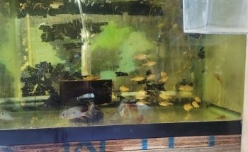 Westside Aquarium & Pets