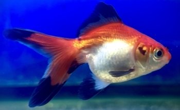 Westside Aquarium & Pets