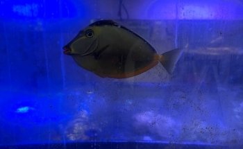 Fish Bolz