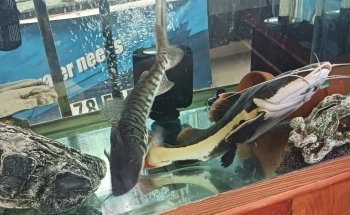 Fish Bolz