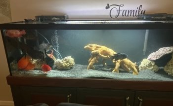 Fish Bolz