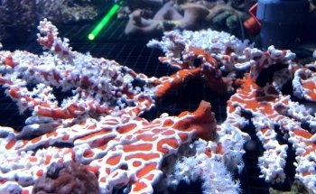 Fish Bolz